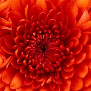 Meet your Posher, Romonda